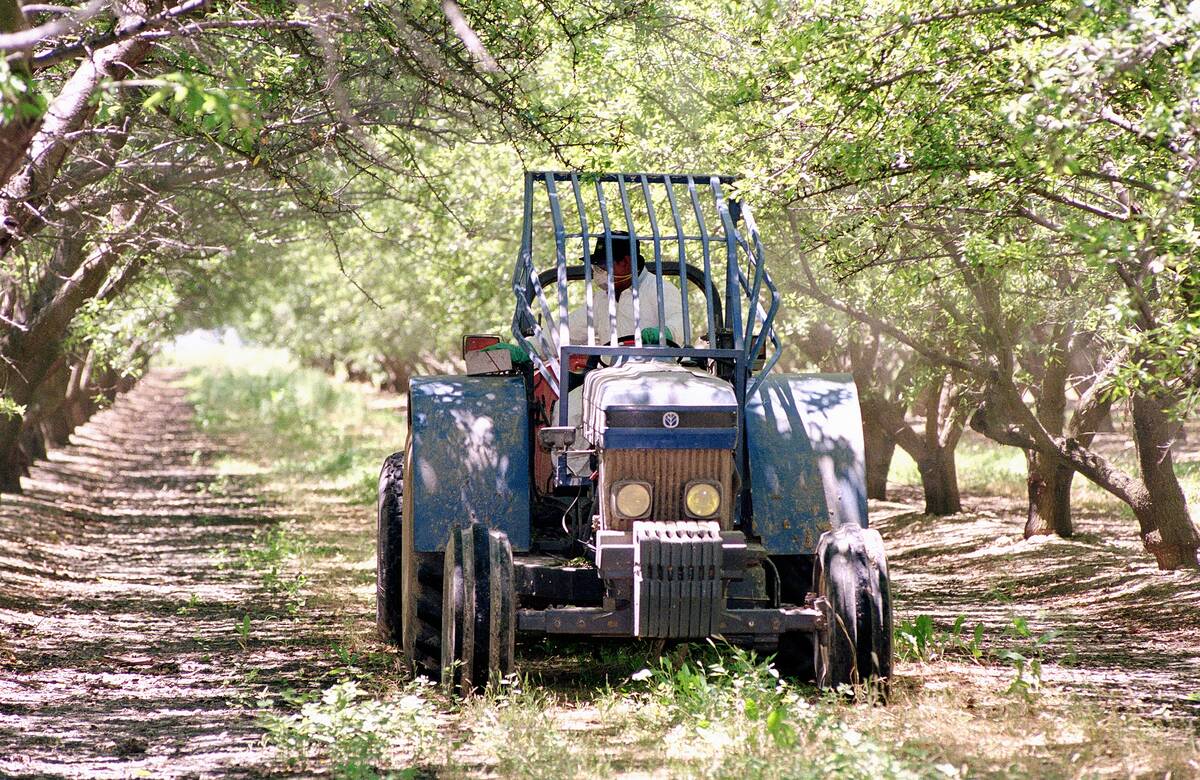 Farmer In Almond Orchard Central California Valley