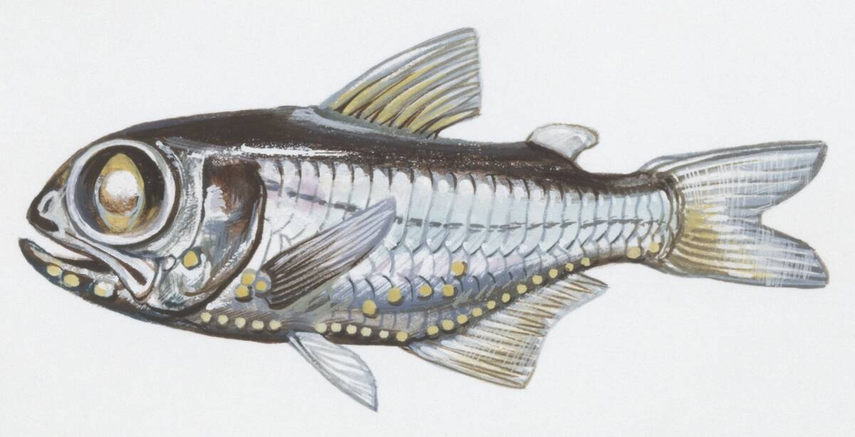 Fishes: Myctophiformes Myctophidae, Chubby flashlightfish (Electrona risso), illustration