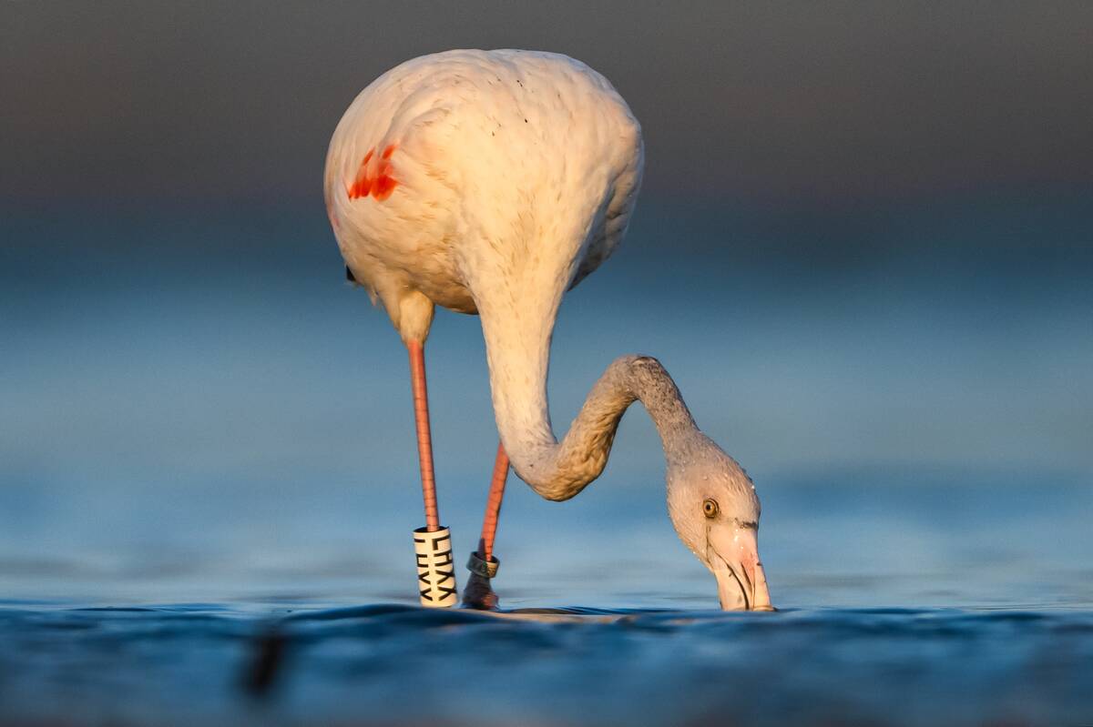 Flamingos return to the Kocacay Delta in Turkiye's Bursa