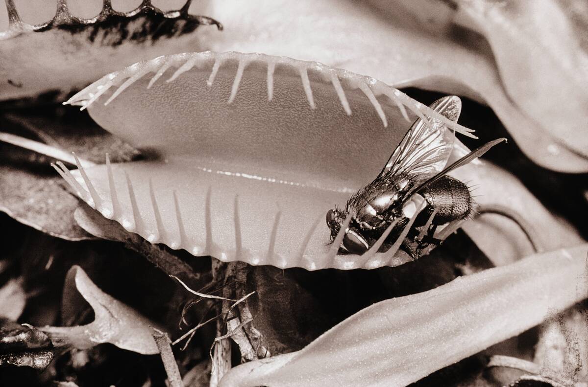 Fly in Leaf Blades of Venus Fly Trap