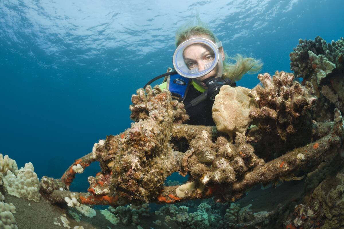 Frogfishes and Diver, Antennarius commersonii, Maui, Hawaii, USA