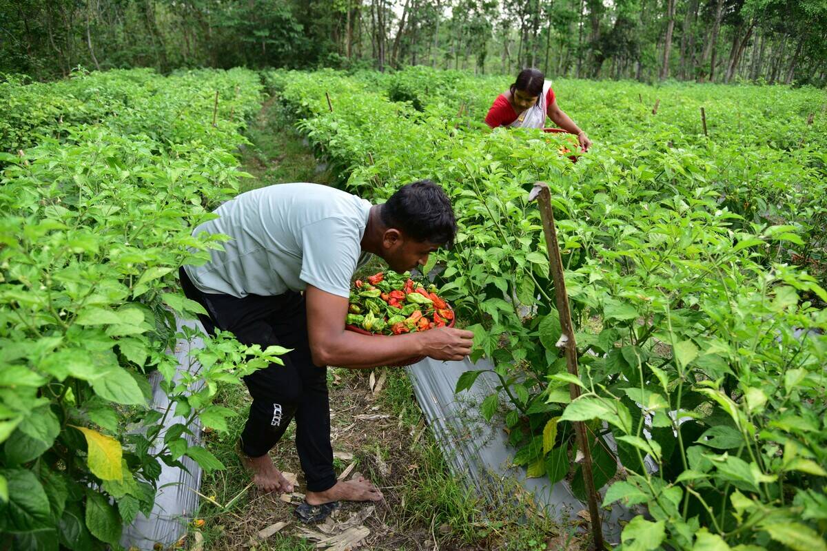 Ghost Chili Harvest In India