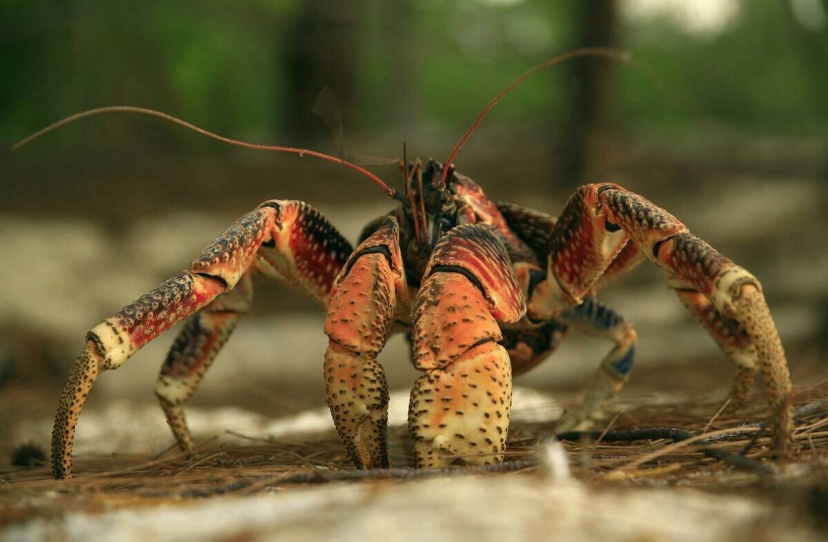 giant crab, robber crab, coconut crab, Aldabra, Seychelles