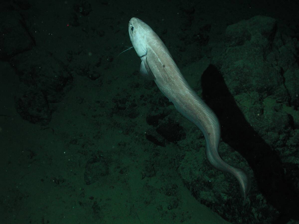 Giant cusk-eel (Spectrunculus grandis); approximately 60 cm total length; at the Davidson Seamount (2677 meters depth)