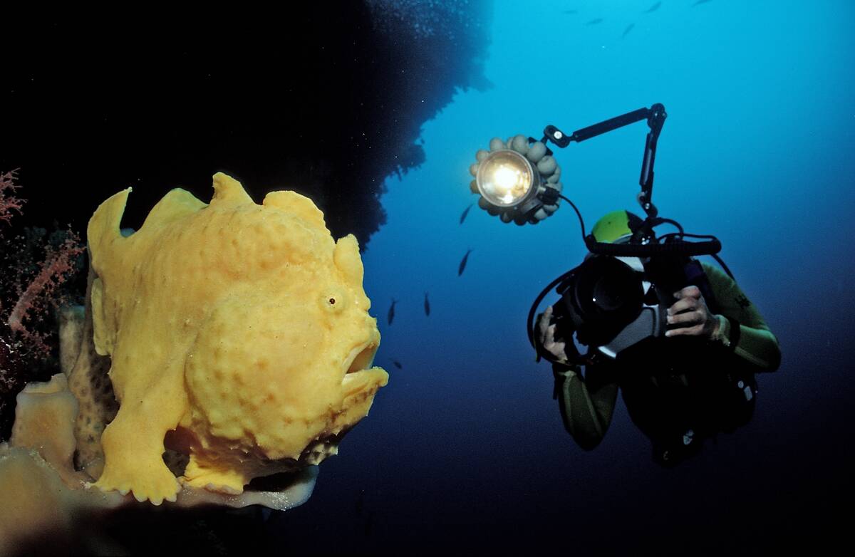Giant frogfish and scuba diver, Antennarius commersonii, Indonesia, Wakatobi Dive Resort, Sulawesi, Indian Ocean, Bandasea