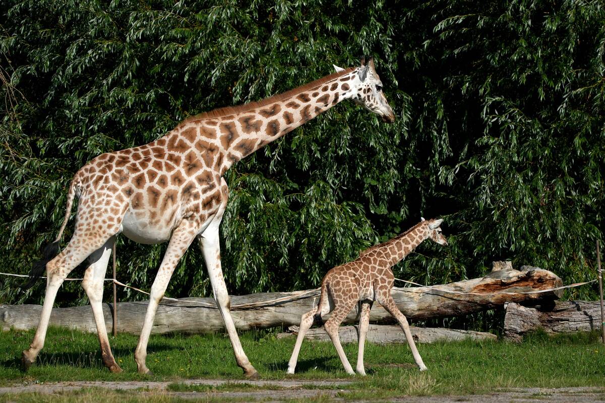 Giraffe Born At Chester Zoo