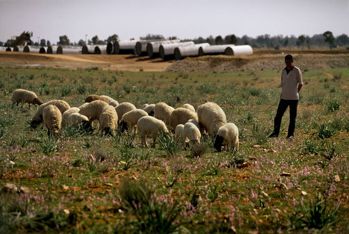 Golden Water In The Desert