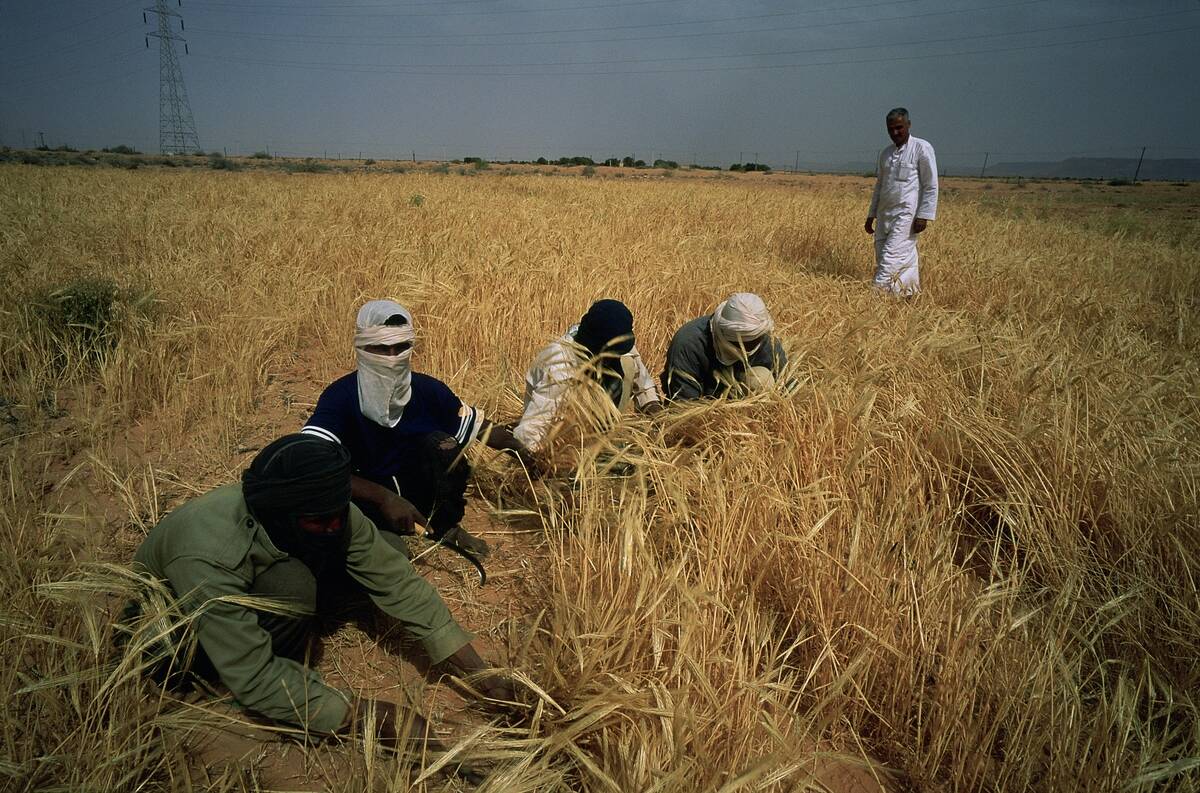 Golden Water In The Desert