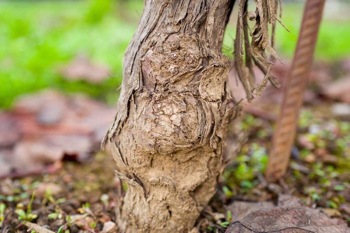 Grapevine Root Graft
