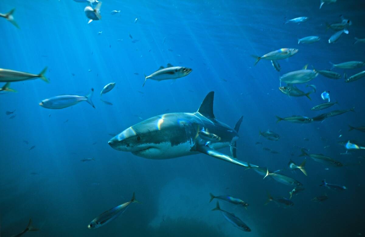Great white shark (Carcharodon carcharias), swimming through a school of Tommy roughs (Arripis georgianus). Neptune islands, South Australia.