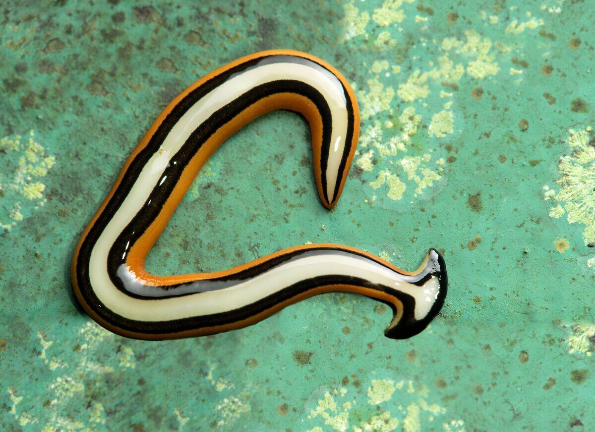 Hammerhead flat worm, Bipalium sp., Land planarian family, Geoplanidae, Kinabalu National Park, UNESCO nature world heritage site, Sabah, Borneo, Malaysia