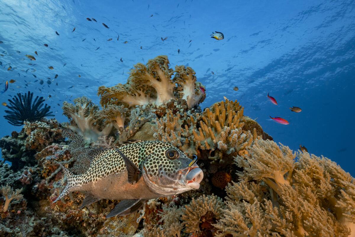Harlequin Sweetlips at the cleaning station