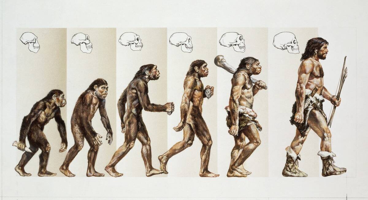 Hominid evolution through time, Drawing