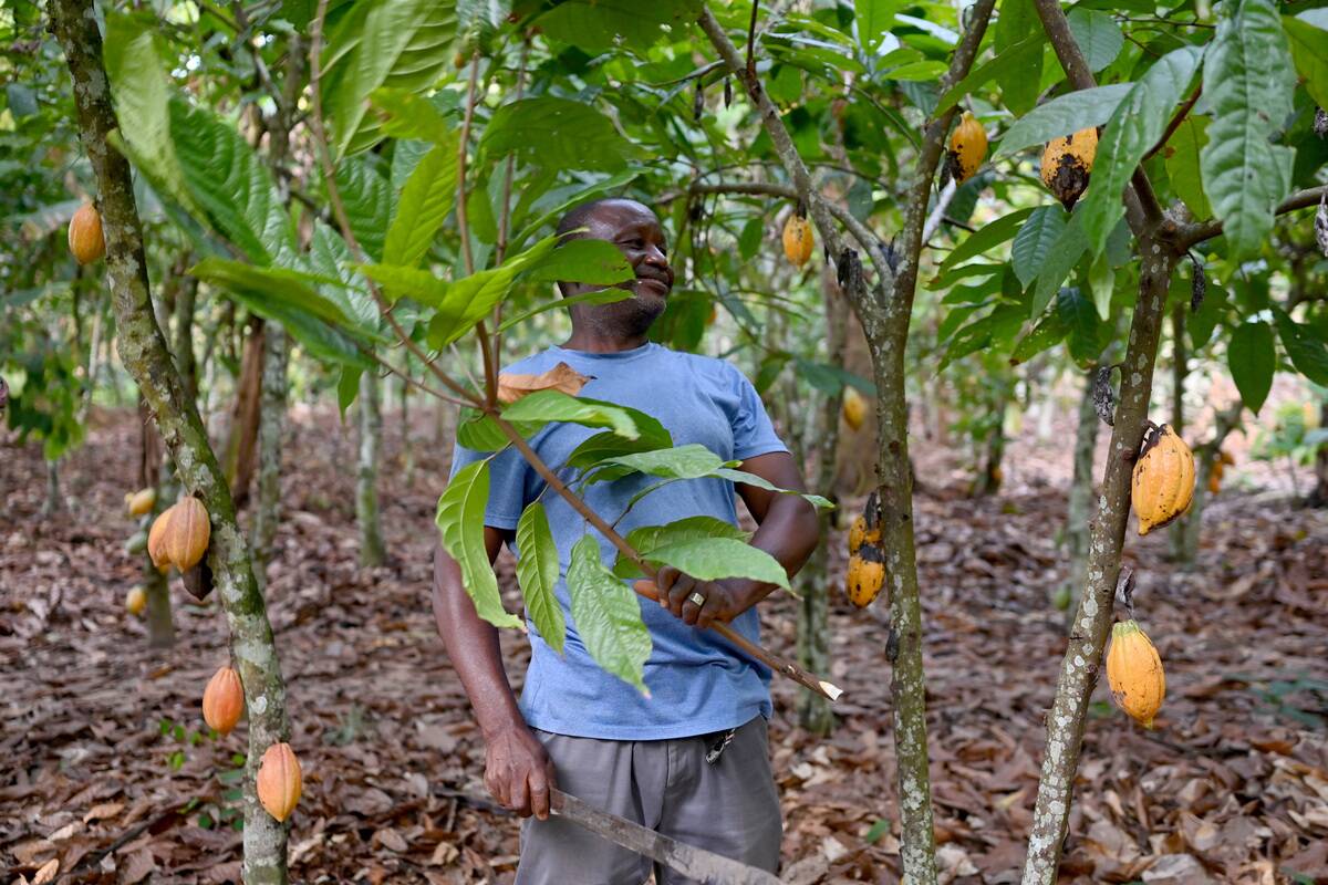 ICOAST-ECONOMY-AGRICULTURE-FEATURE