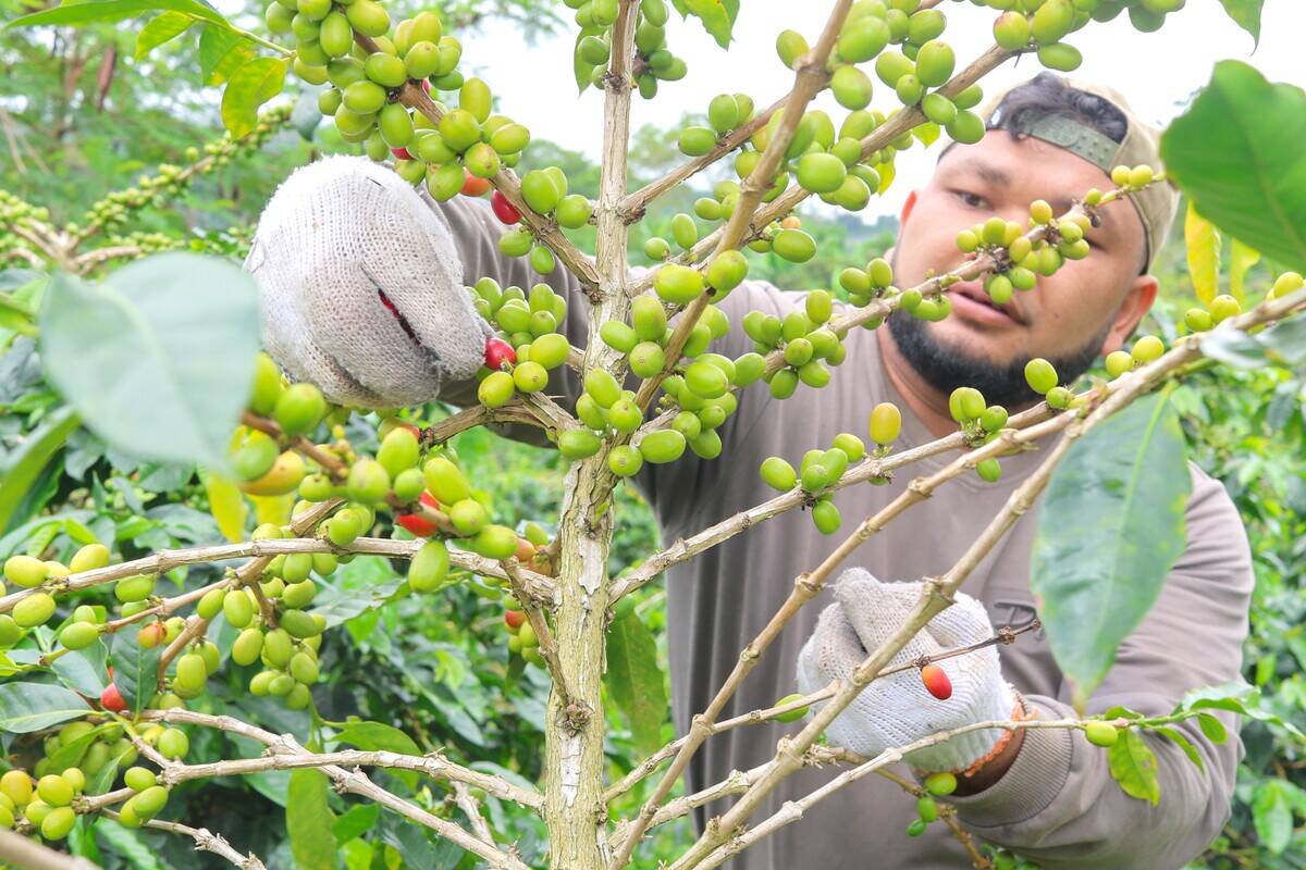 INDONESIA-ACEH-COFFEE BEANS