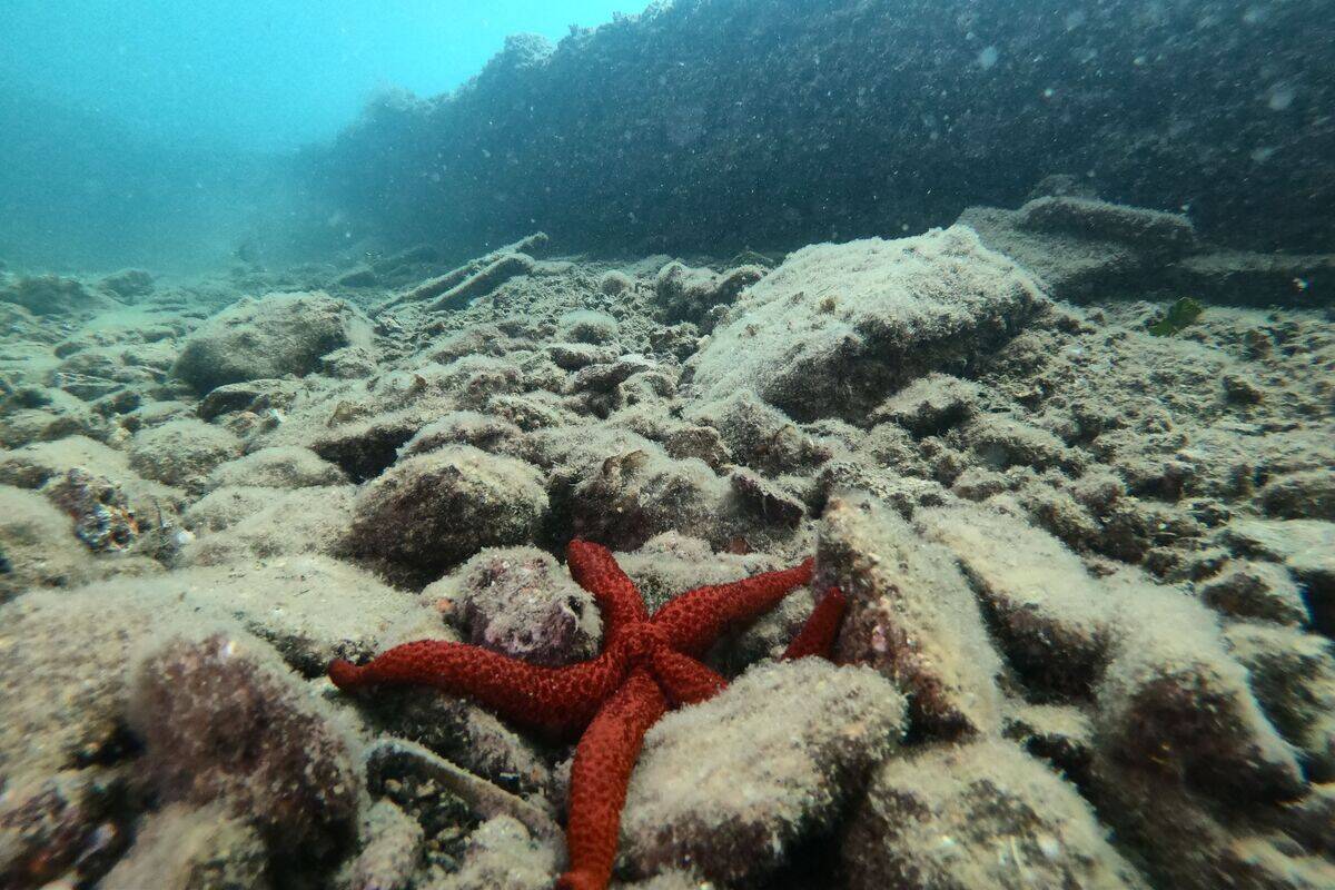 ITALY-DIVING-TOURISM-ARCHAEOLOGY-CULTURE