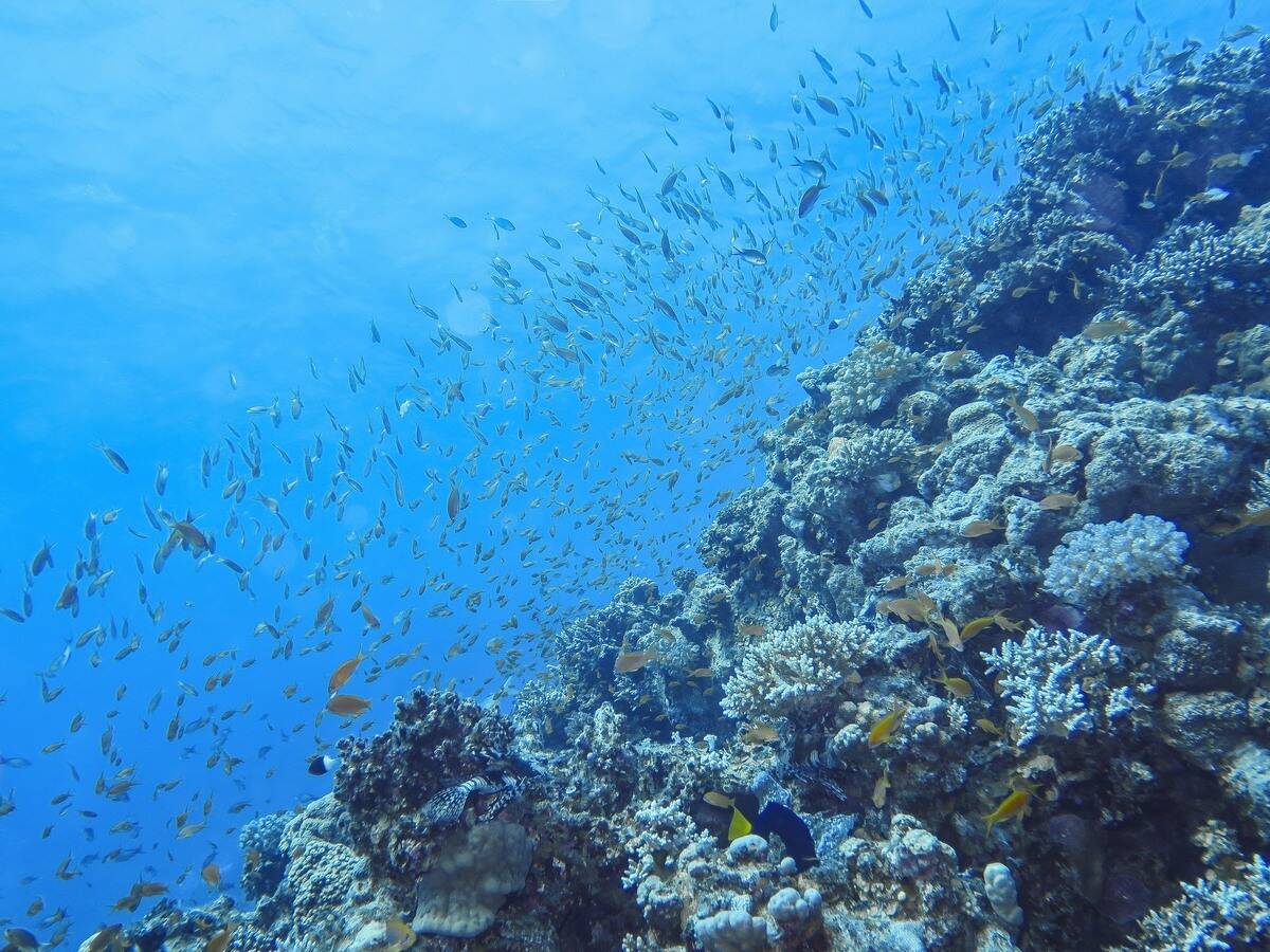 Jewel anthias, corals, underwater photo, The Canyon dive site, Dahab, Gulf of Aqaba, Red Sea, Sinai, Egypt