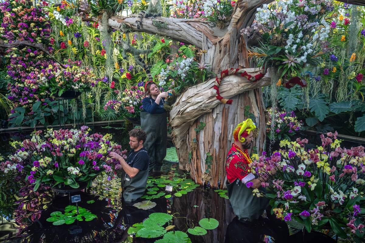 Kew Orchid Festival Celebrates Madagascar