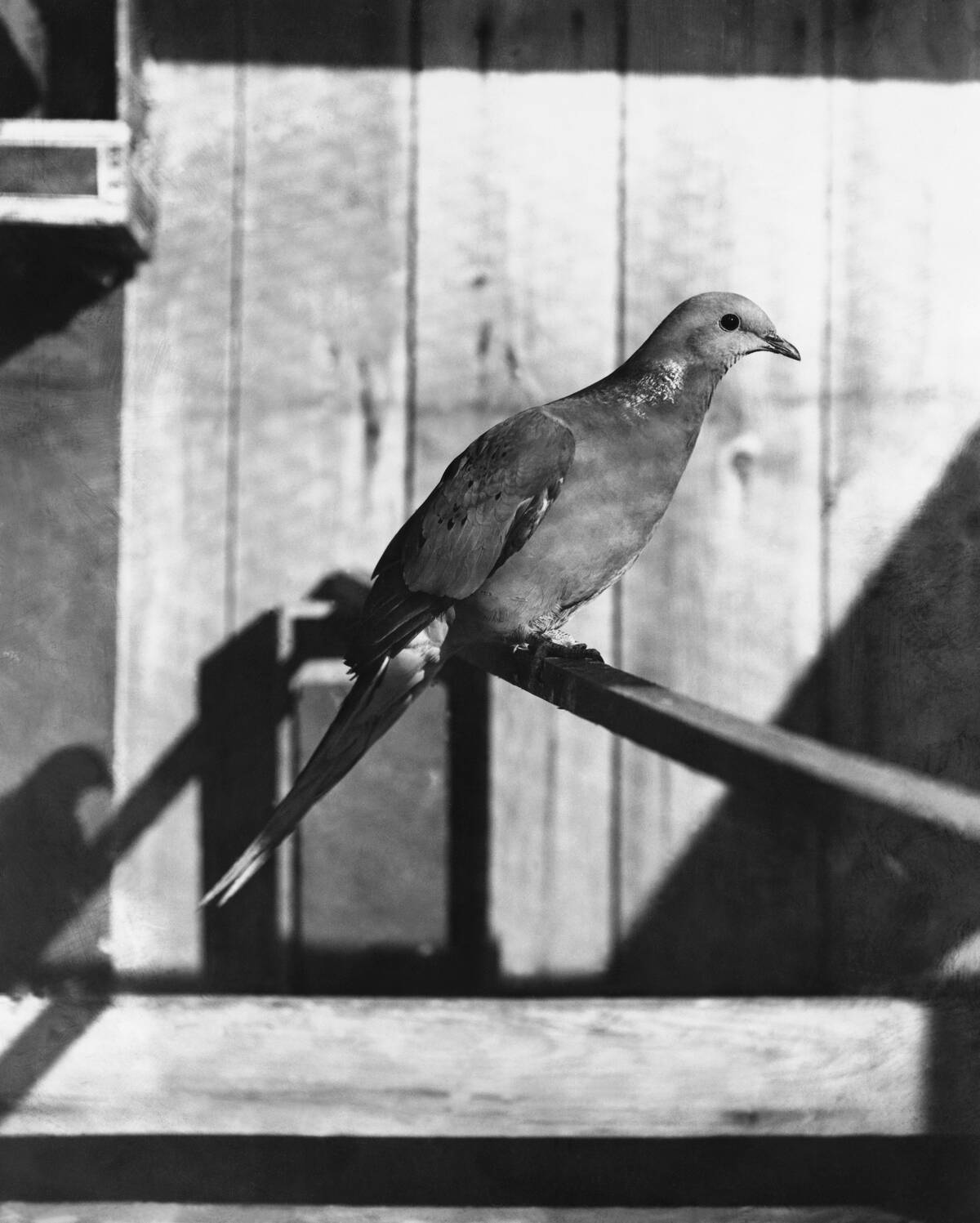 Last Male Passenger Pigeon