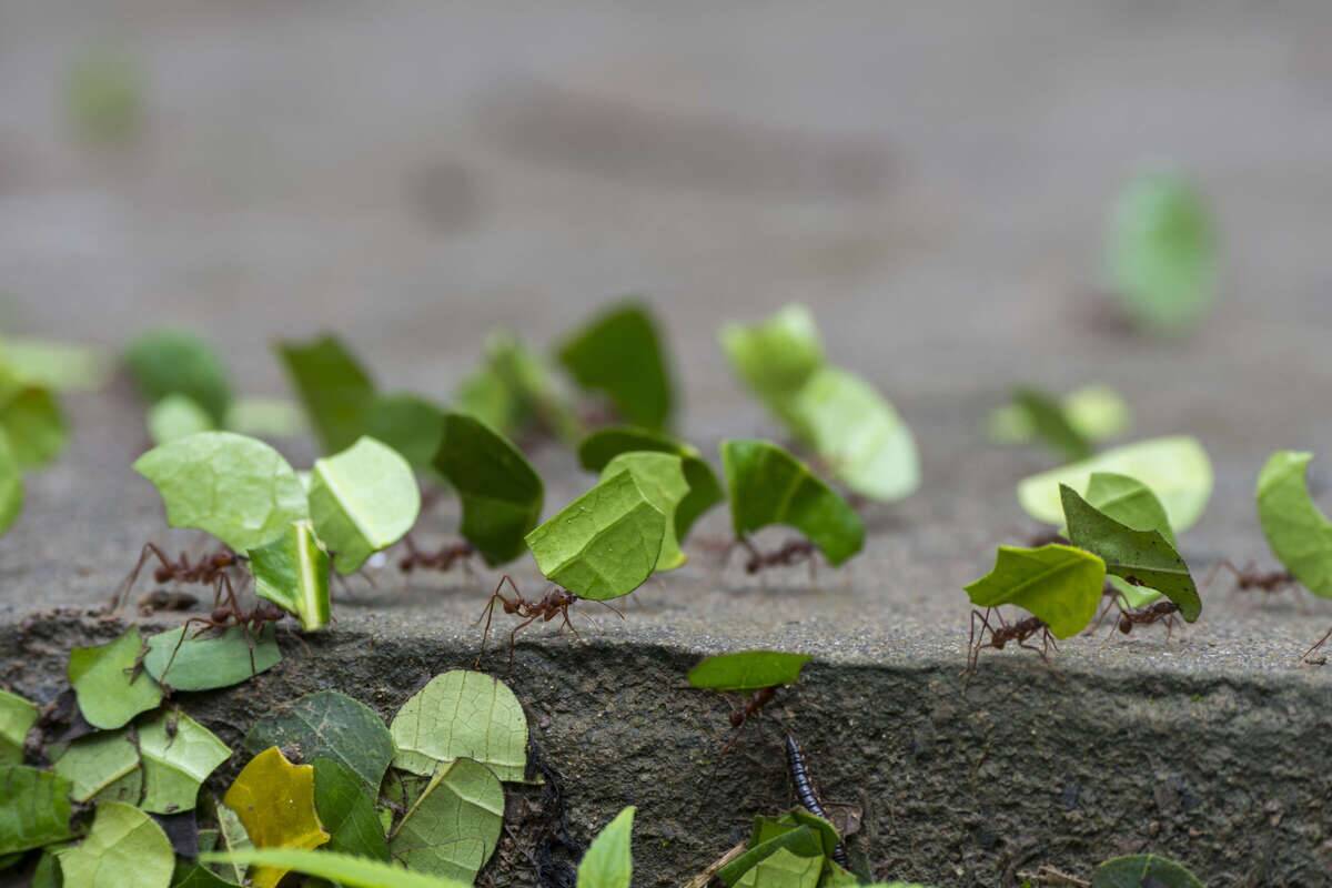 Leafcutter ants carry sections of leaves larger than their...