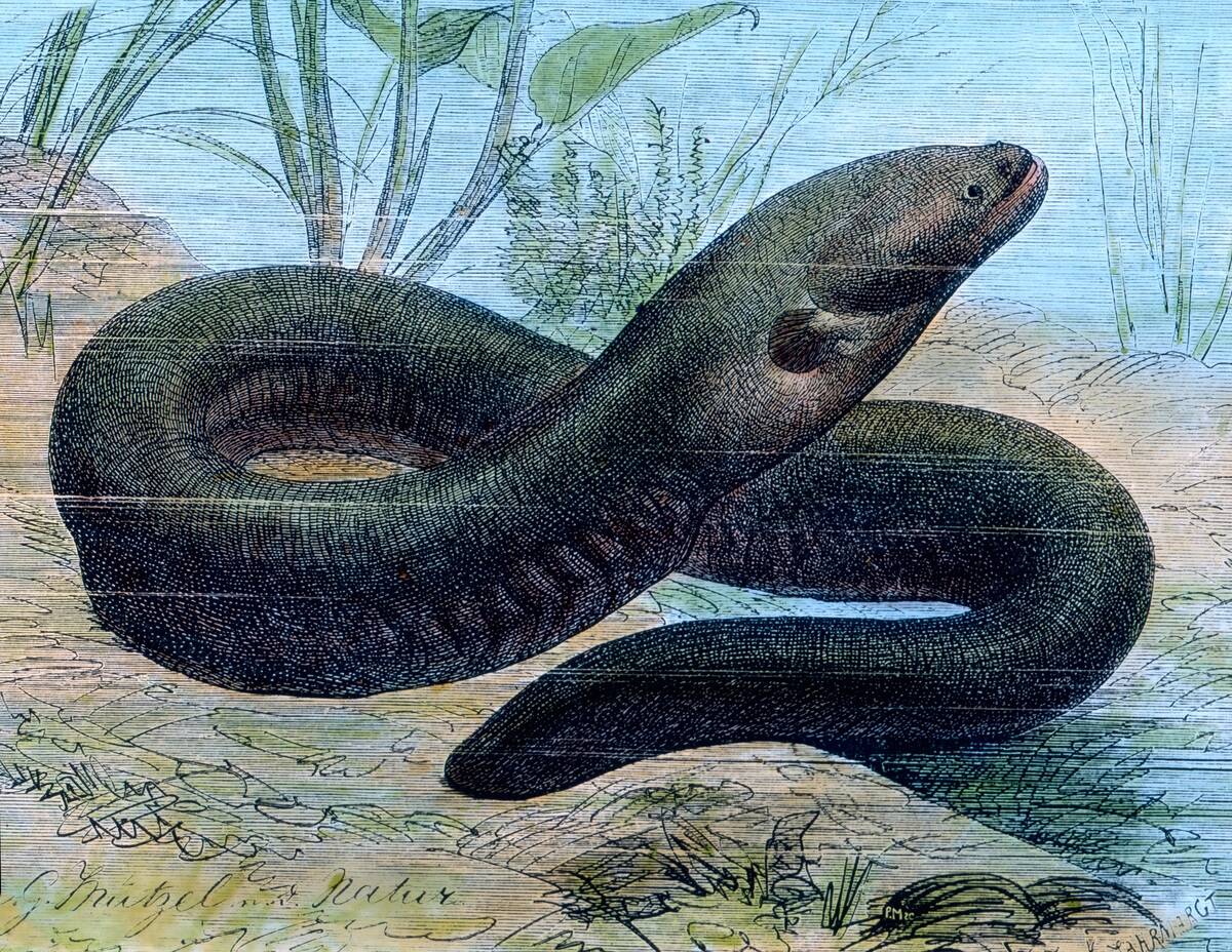 Life in the sea