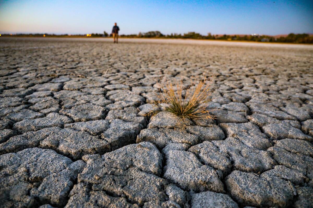 Local microbial fertilizer developed in Van to reduce the impact of drought on agriculture