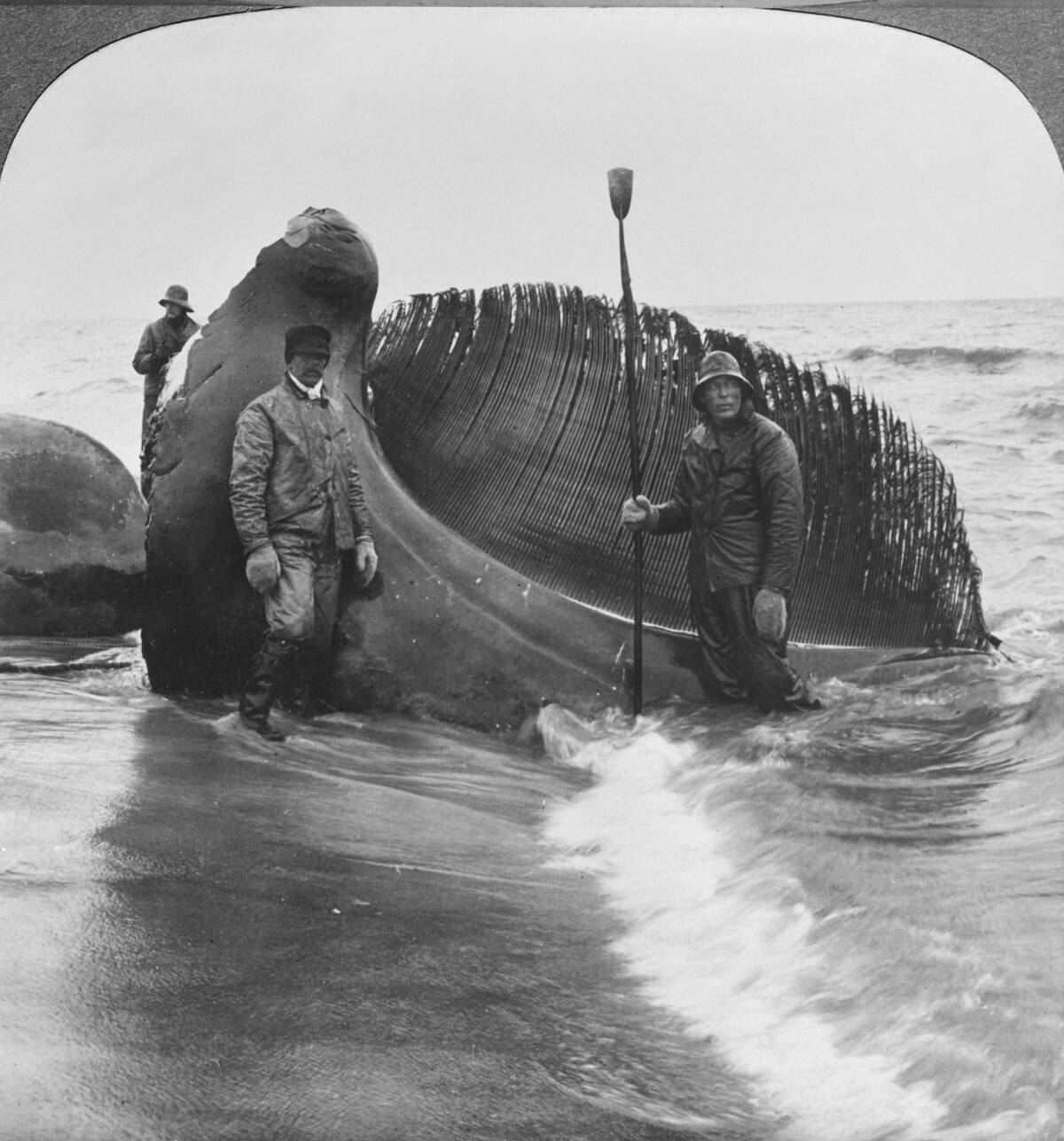 Long Island Whaling Operation