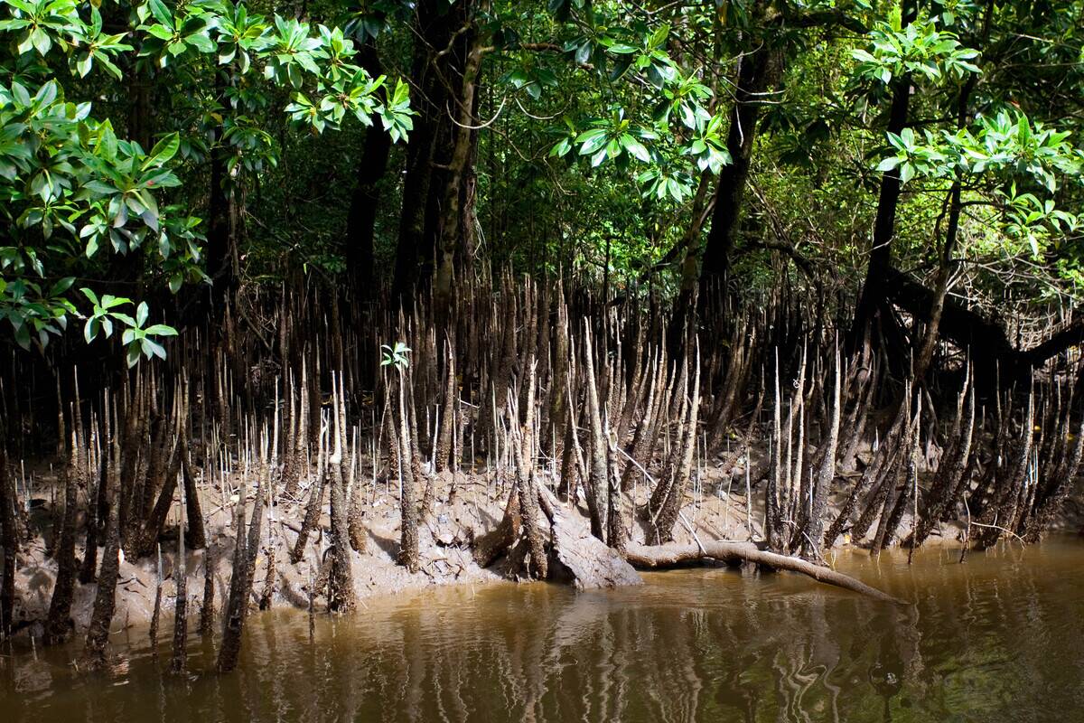 Mangroves, Mossman River, Australia