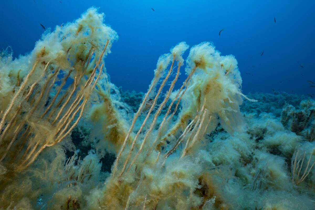 Mediterranean Sea : Illustration