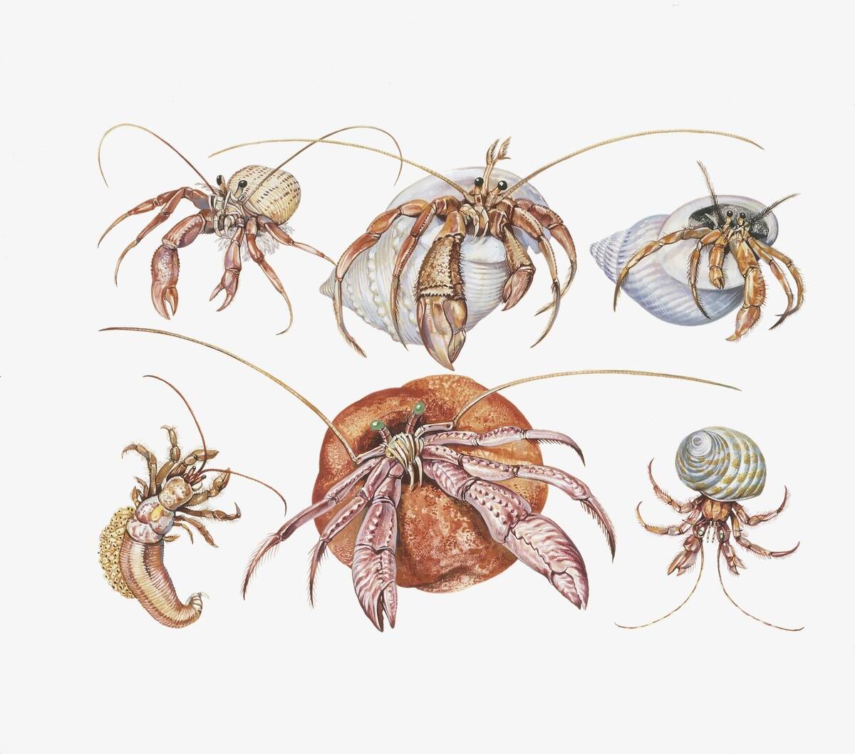 Medium group of water bears (tardigrades), illustration