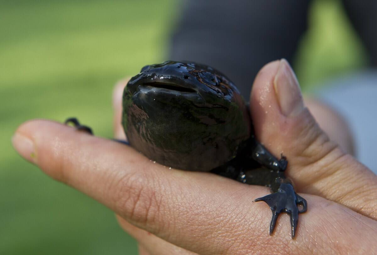 MEXICO-NATURE-ANIMALS-AXOLOTL