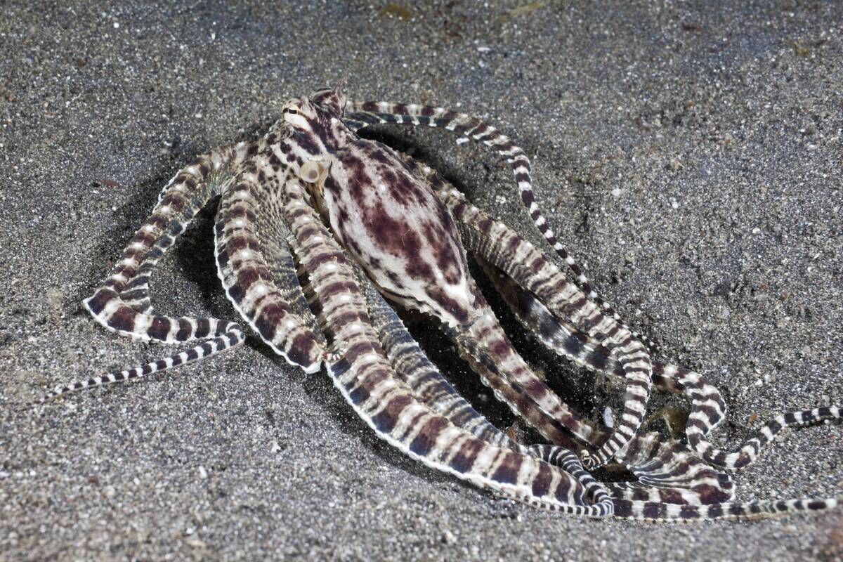 Mimic Octopus, Thaumoctopus mimicus, Lembeh Strait, North Sulawesi, Indonesia