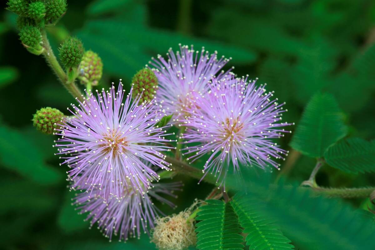 Mimosa Polycarpa. Sensitive Plant