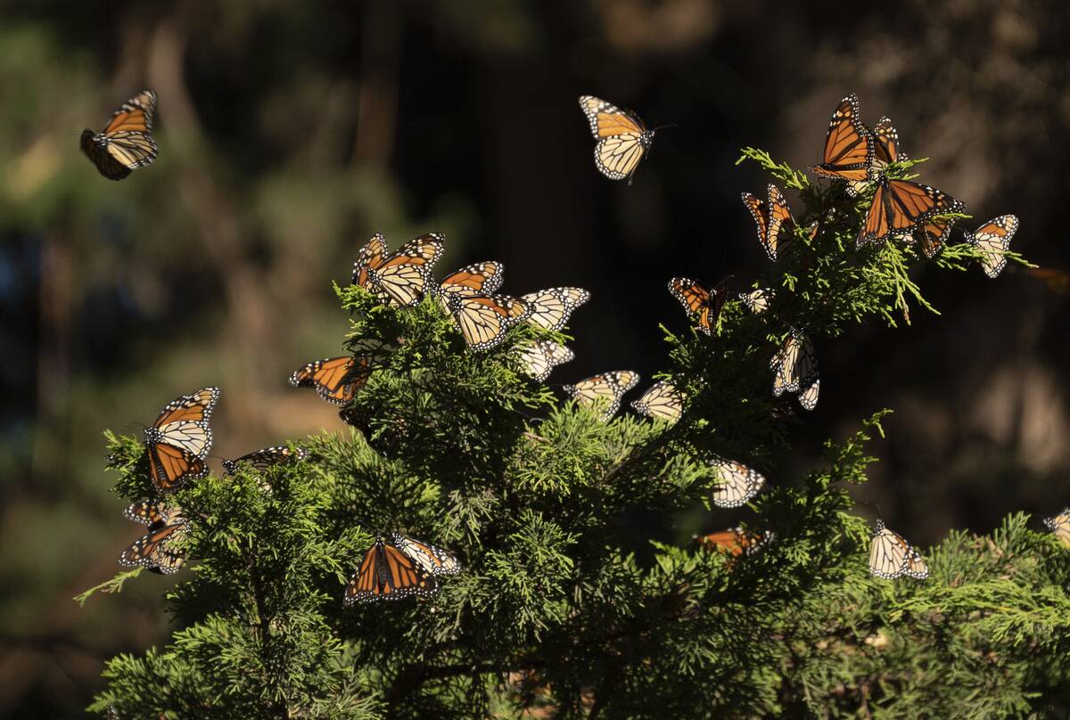 Monarch Butterflies Return To California For Winter