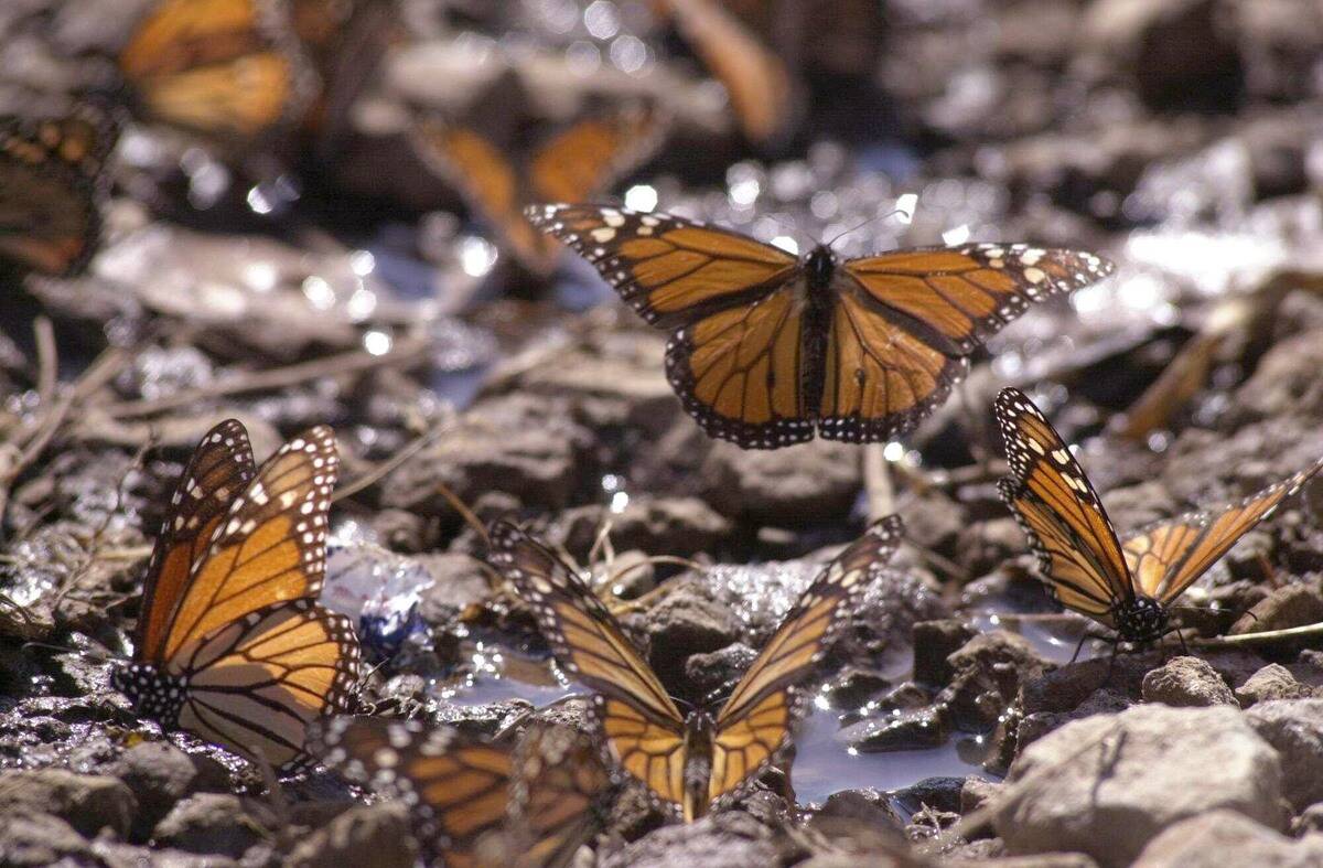 Monarch Butterflies Return to Mexico