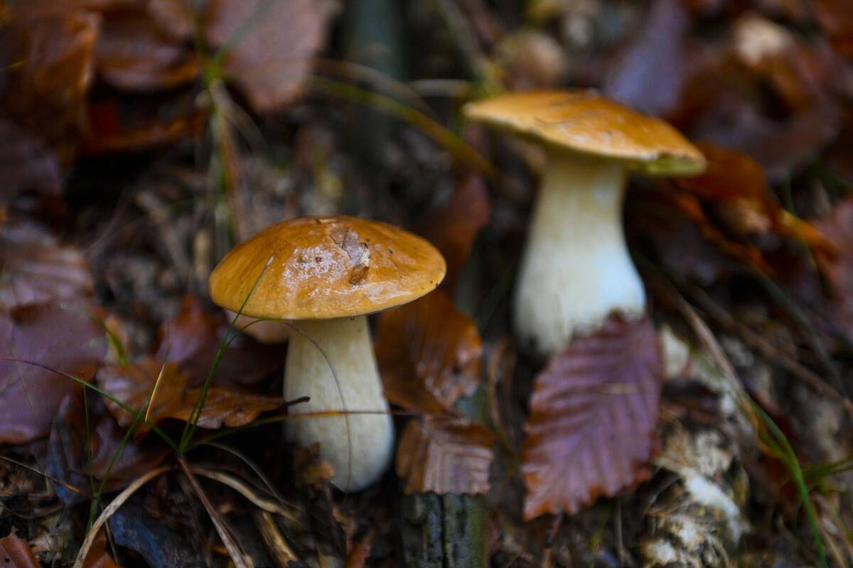 Mushroom Hunters Forage For Porcini In Italy