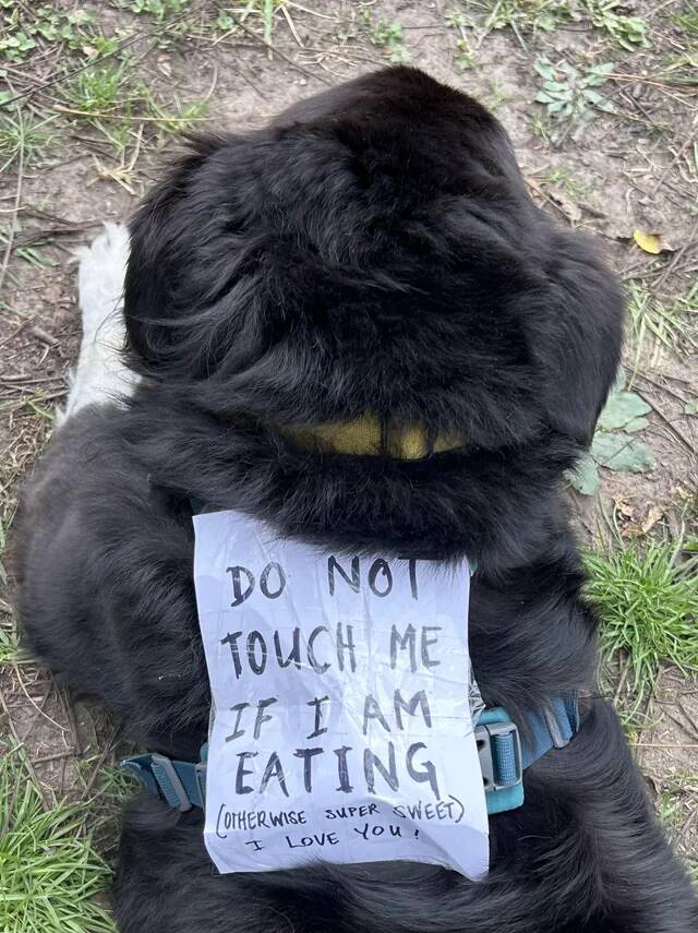 my-friends-put-this-sign-on-their-dog-during-a-party-today-v0-6kacaoqelkuf1