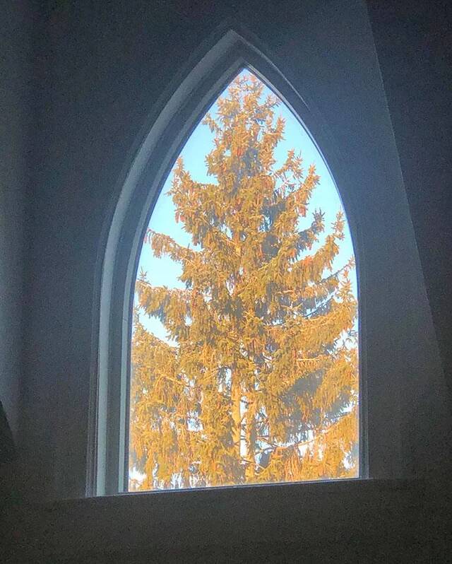 my-neighbors-tree-fits-perfectly-in-my-window-v0-etacsf092lvf1
