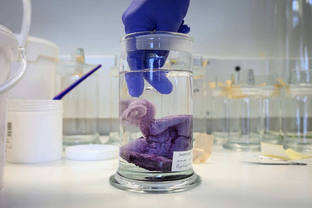 Natural History Museum Preserves Deep Sea Arthropods