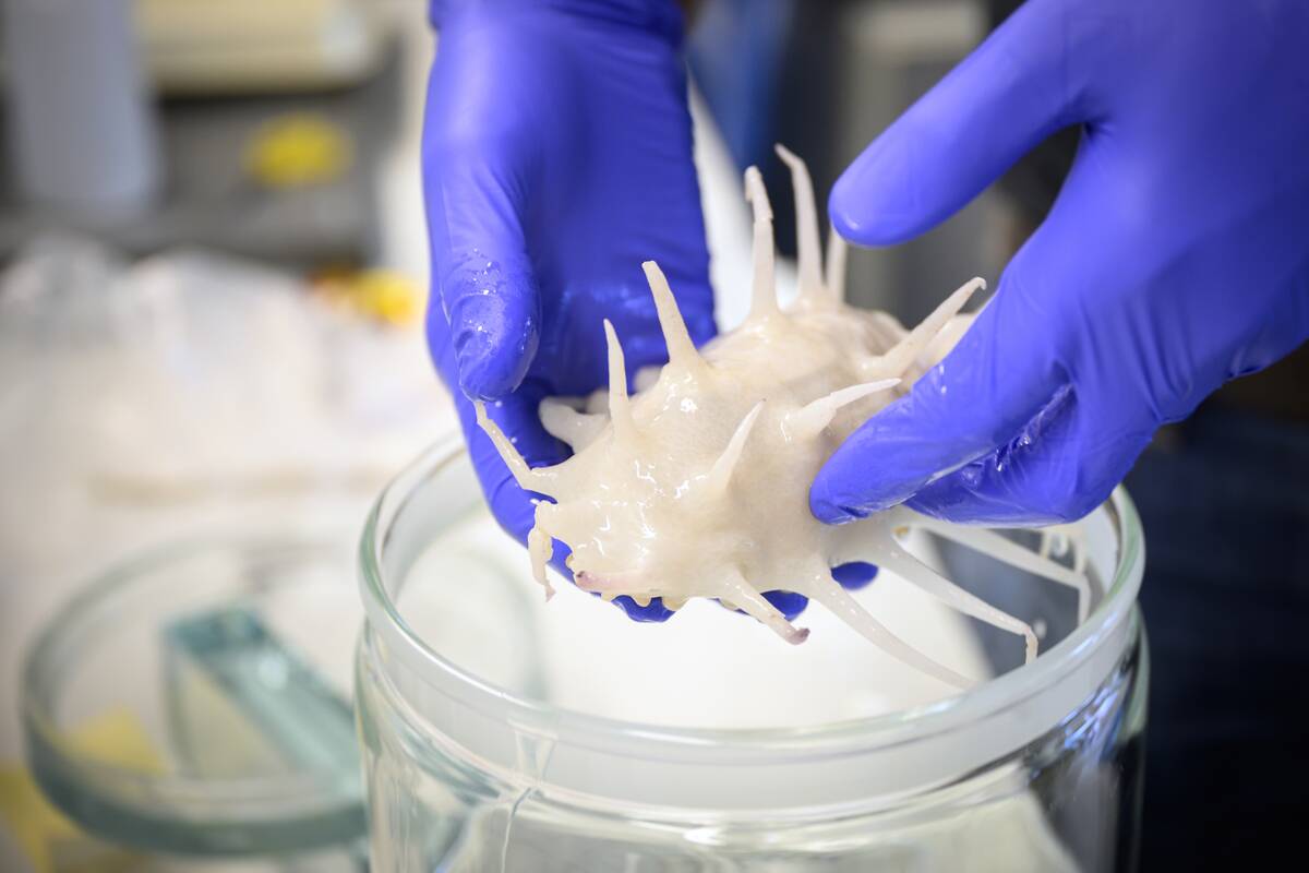 Natural History Museum Preserves Deep Sea Arthropods