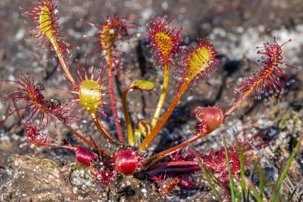 Oblong-leaved sundew