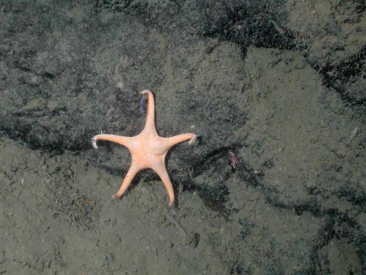 Orange long-armed sea star