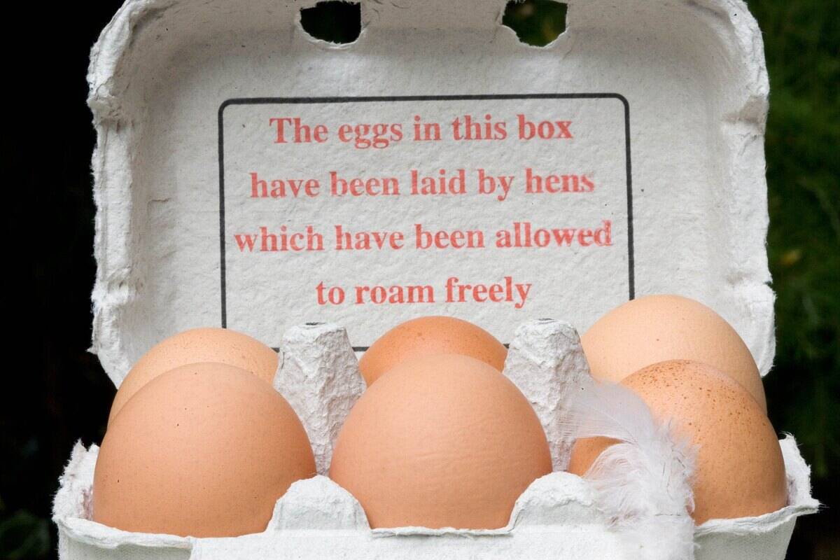 Organic free-range eggs stating 'The eggs in this box have been laid by hens which have been allowed to roam freely', England