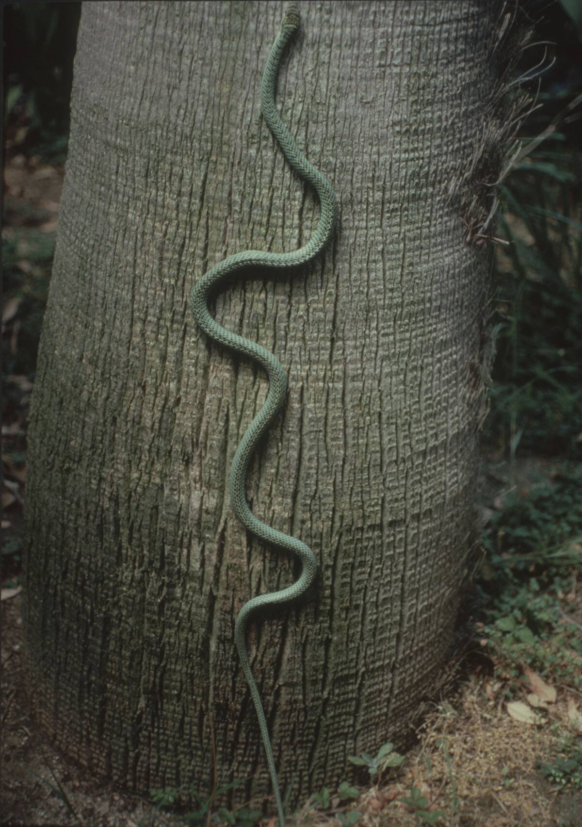 Ornate Flying Green Snake