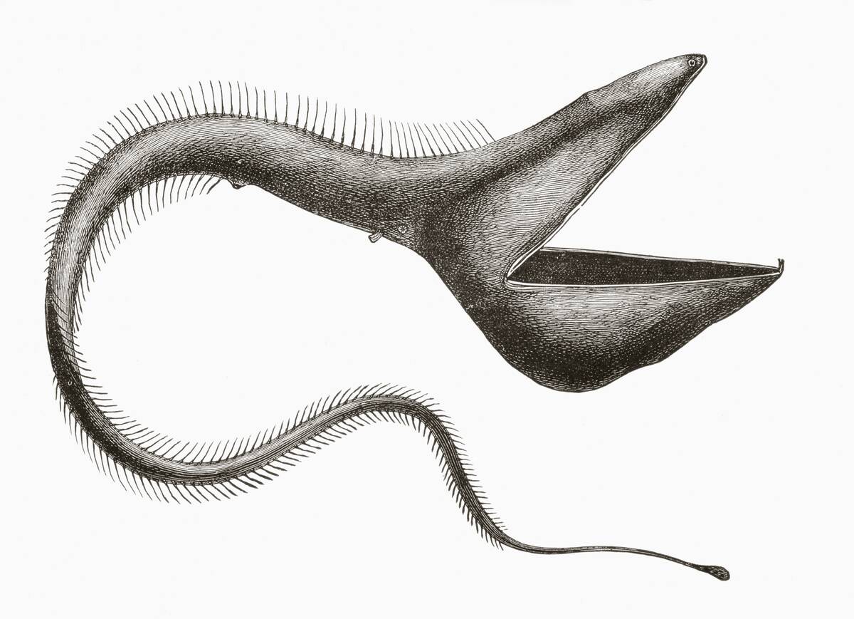 Pelican Eel Or Eurypharynx Pelecanoides