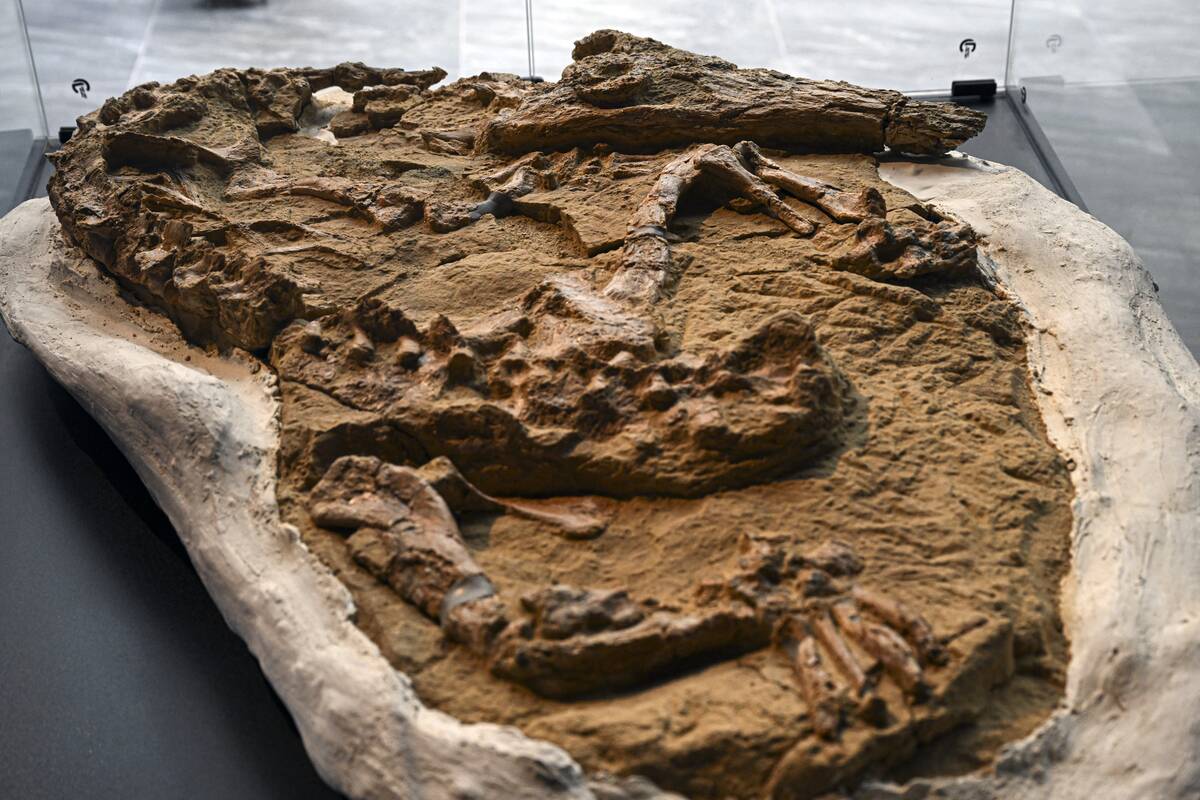 PERU-PALAEONTOLOGY-FOSSIL-CROCODILE
