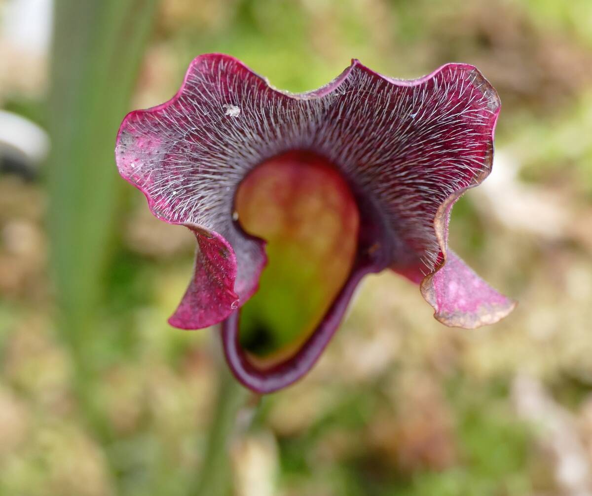Pinguicula, commonly known as the butterwort.