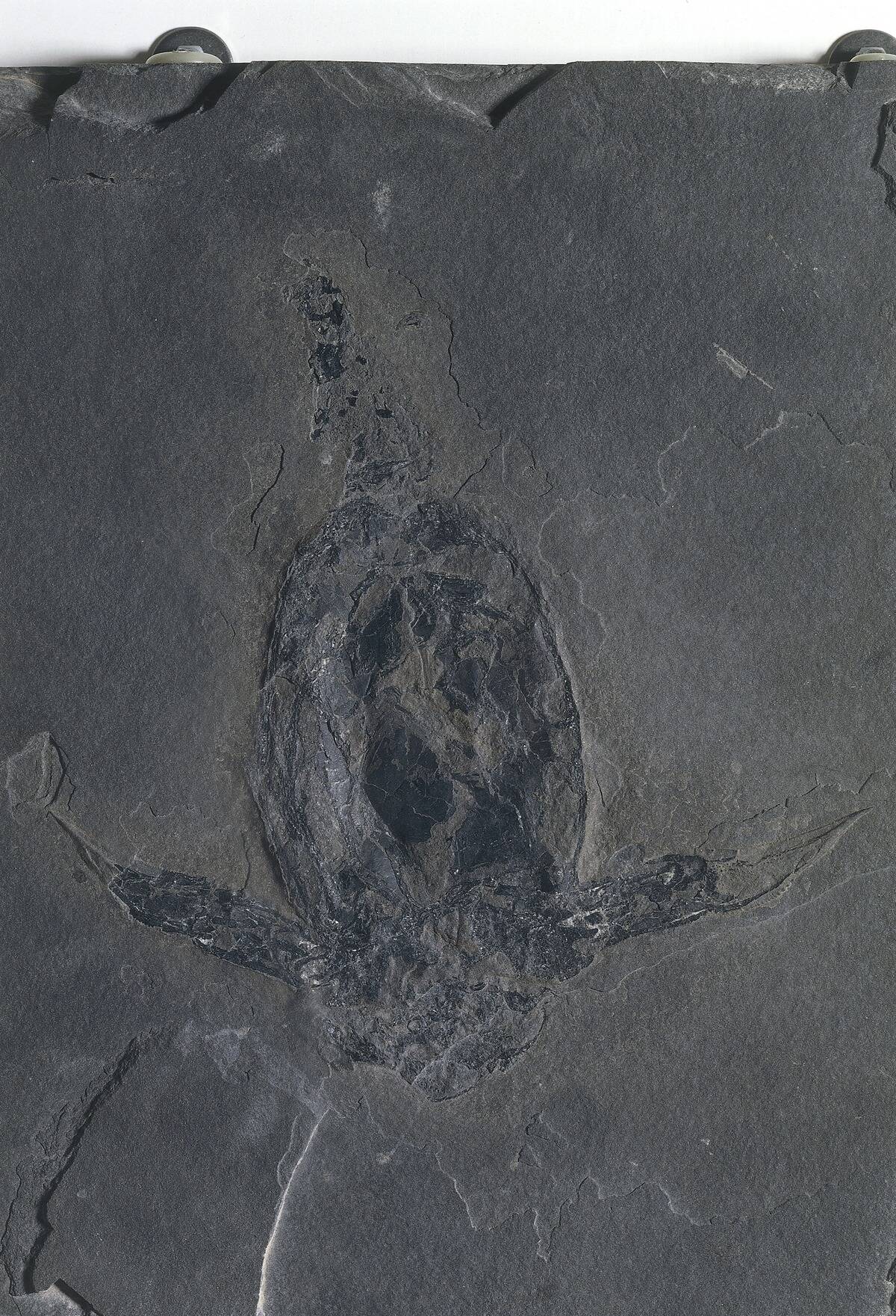 Placodermi, Fossilized Pterichthyodes, Devonian period