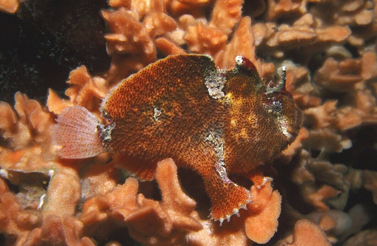 Prickly anglerfish, Echinophryne crassispina, lurking in wait for prey in a clump of bryozoan, Edithburgh, Yorke Peninsula, South Australia