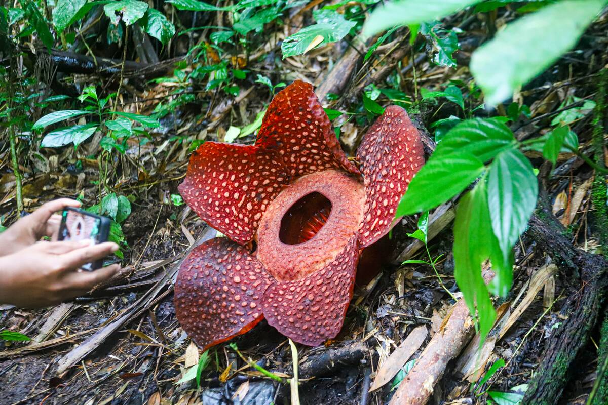 Rafflesia arnoldii, the world's largest flower, blooms in 2025
